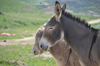 wild burros, animal, mammal, grass, nature, wildlife