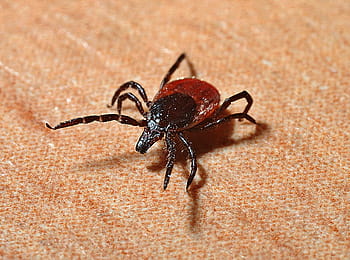 red, black, dog, tick, lyme disease, mites, bite, danger, the disease, erythema, bites