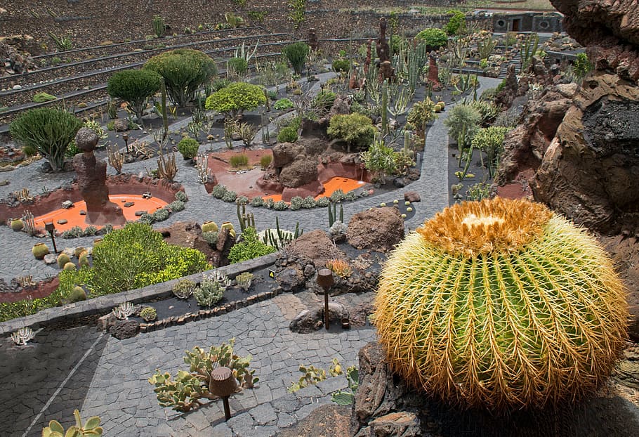 jardin de kaktus, kaktus, lanzarote, Španělsko, africké atrakce, guatiza, láva, Skála, Příroda, rostlina, cactaceae
