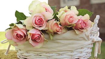 rosa, bianca, Rose, organizzare, di vimini, cestino, rose nobili, fiori, rose rosa, roden prezioso rosa, rose in un cestino