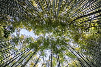 birds eye view, green, trees, bamboo, forest, nature, natural, tree, asia, leaf, garden