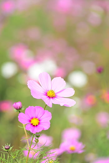 fiori rosa cosmo, naturale, pianta, fiori, cosmo, fiori autunnali, autunno, rosa, fiore, colore rosa, natura