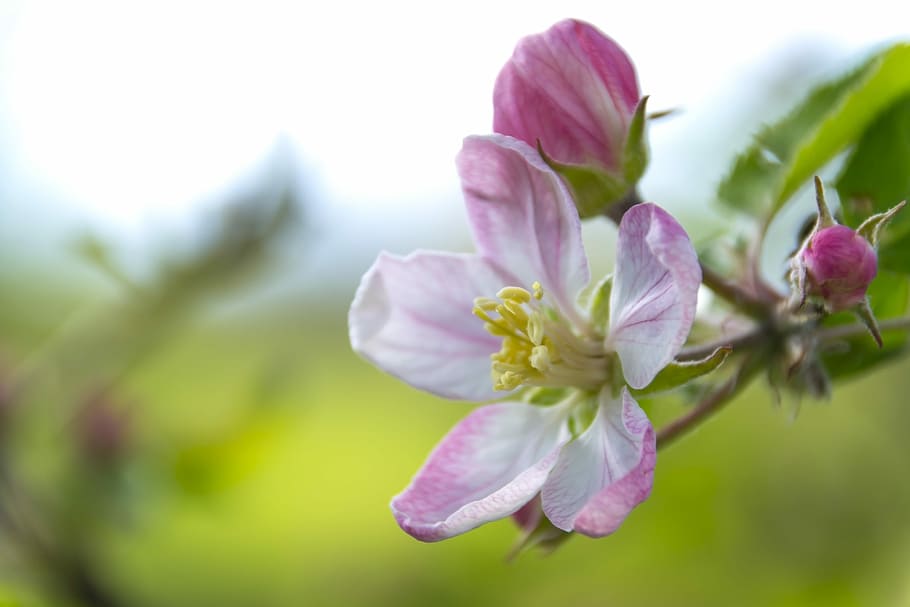 purple, white, petaled plant, plant, apple flower, flowering crabapple, flower, tree, fruit, twigs, nectar