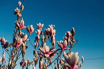 flores de primavera rosadas, rosa, flores de primavera, flores, flora, cielo azul, floreciente, primavera, flor, ramita, rama