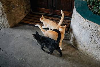 gato, Italia, mascotas, animales, callejeros, gatitos, gatos, Sorrento