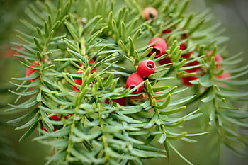 yew, berries yew, tree fruits, needles, berries, taxus baccata, red, green, plant, evergreen, conifers