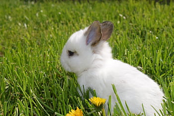 kaninører, klimabeskyttelse, påske billeder, maj dag, hare, lille hare, påske, hare baby, hvid kanin, nuttet, dyr