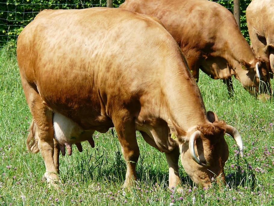 kráva, pást se, zvíře, stvoření, dobytek, rohy, domácí dobytek, přední dřevo hovězí maso, předních lesů, zubry, mléko
