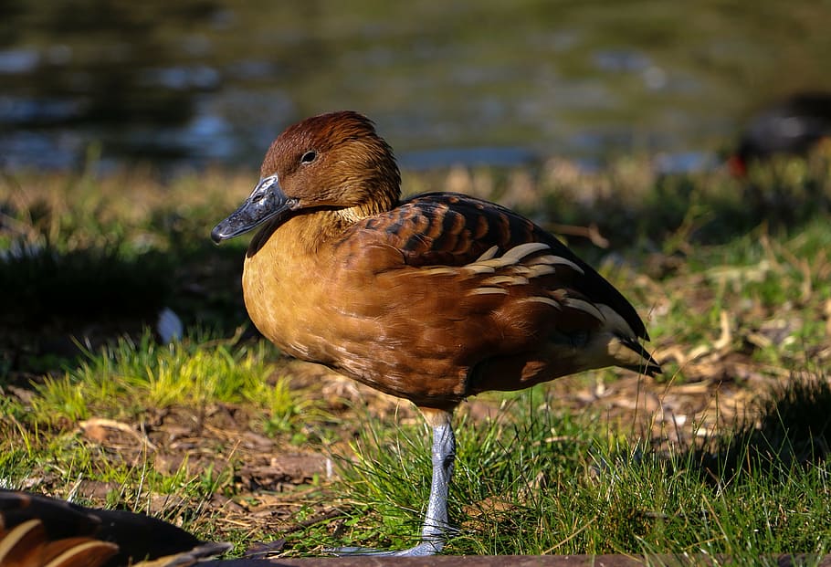 duck, colors, water, grass, possession, bird, one animal, animal themes, animals in the wild, animal wildlife, nature