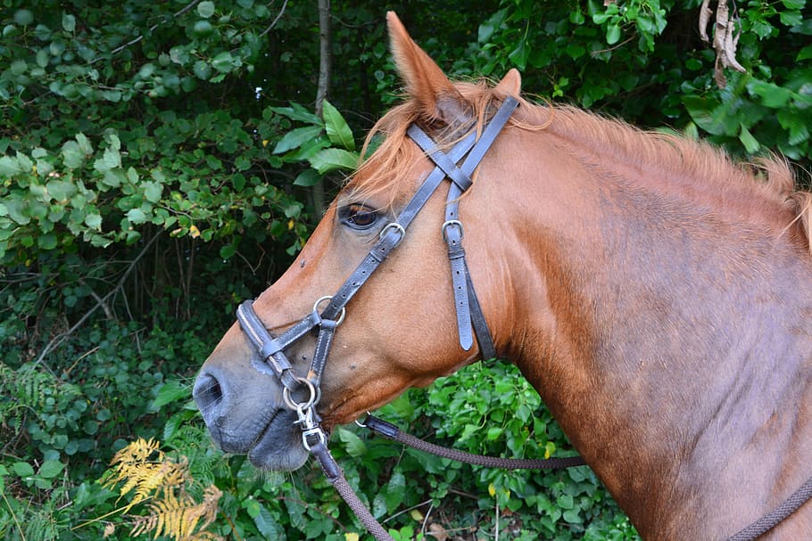 close, brown, horse, head, net, side pull, profile, eye, equine, mare