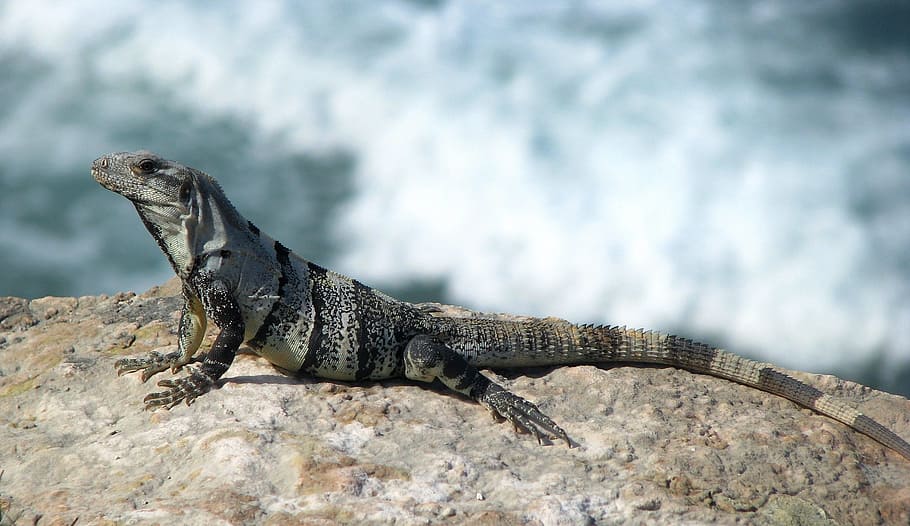 detailní fotografie, monitor, ještěrka, leguán, plaz, zvíře, Příroda, divoká zvířata, cancun, vzor
