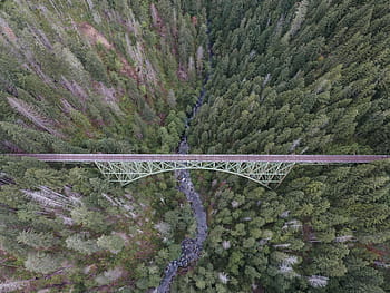 bridge, pine trees, nature, landscape, aerial, travel, adventure, infrastructure, trees, leaves, woods