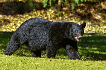sort, bære, Mark, dag, sort bjørn, Louisiana, louisiana black bear, dyr, dyreliv, pels, vild