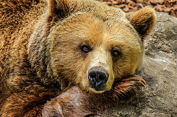 detailní, fotografie, hnědý, grizzly, medvěd, během dne, zvířat, zoo, zajetí, roztomilý, zvíře