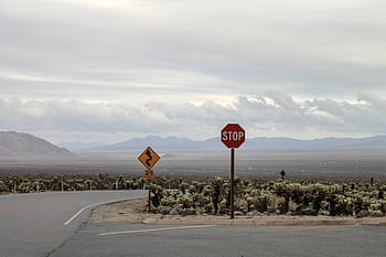 usa, joshua, arizona, desert, nature, california, landscape, southwest, cactus, natural, plant