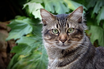 Foto, braun, tabby, Katze, katzenartig, katzenartiger Blick, Katzenaugen, Haustier, gestromt, aussehen, grüne Augen