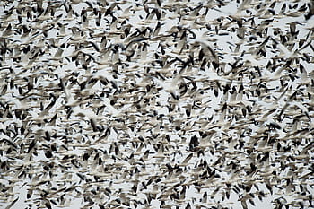 flock, gray, birds, flying, bird, beak, feather, animal, fly, dom, clouds
