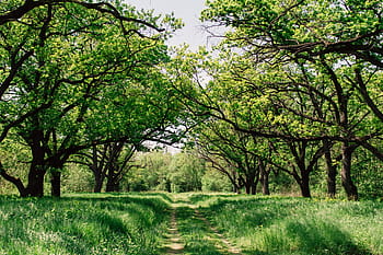 verde, erba, alberi, giorno, pianta, natura, campo, foresta, vacanza, albero, all'aperto