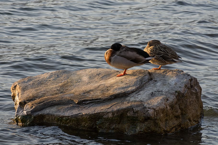 waters, nature, lake, river, ducks, duck, bird, water, birds, animals, anatidi