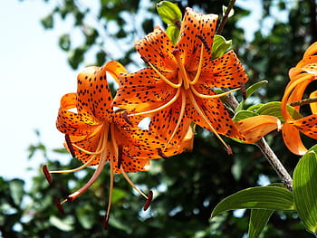 tiger lilies, orange, flower, beautiful