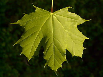 javor, Javorový list, list, strom, zelená, žíly, acer platanoidy, jehly list javor, slunce, světlo, osvětlit
