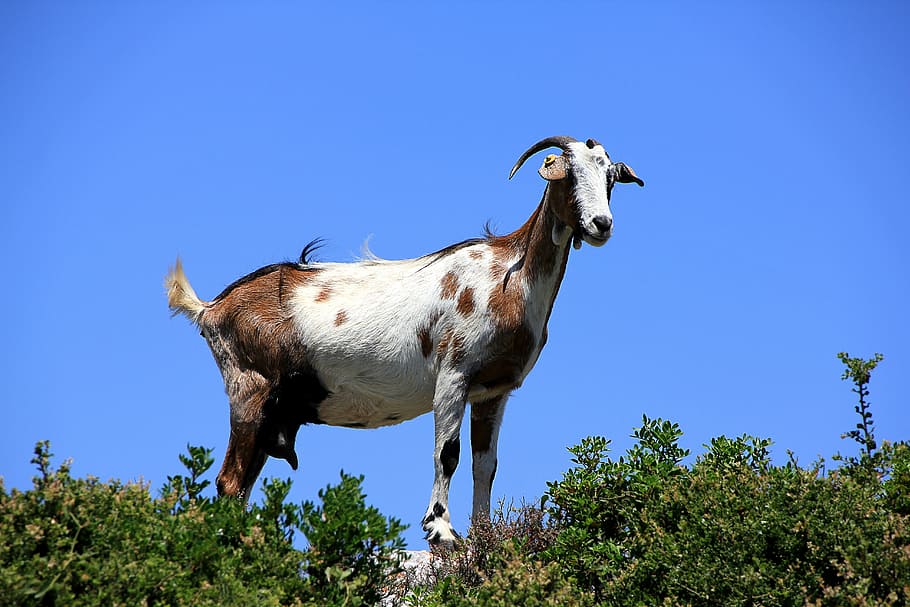 koza, Řecko, zvědavý, hospodářských zvířat, domácí koza, zakynthos, zvíře, srst, puntíkovaný, Příroda, venku