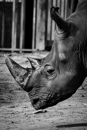 rhinoceros, nature, zoo, animal, horns, wild, safari, wildlife, africa, rhino, savannah