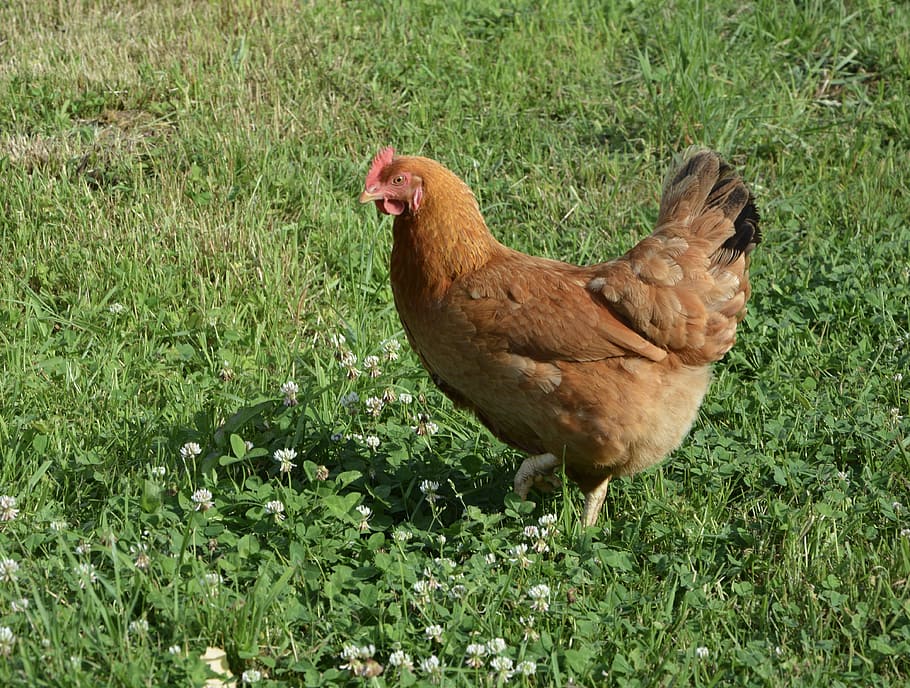 slepice, domácí zvíře, nosnice, červené slepice, Příroda, tráva, hospodařit, zahrada, pole, před, kuře - pták