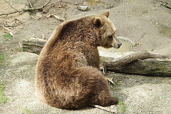 grizzly, beruang, kayu log, predator, hewan, alam, hewan liar, mamalia, taman alam, berbulu, kebun binatang
