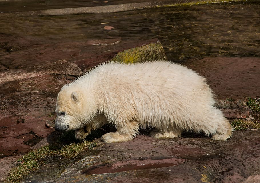 bianca, orso, Marrone, roccia, primavera, orso polare, giovane animale, Carlotta, cucciolo di orso polare, tiergarten, Norimberga