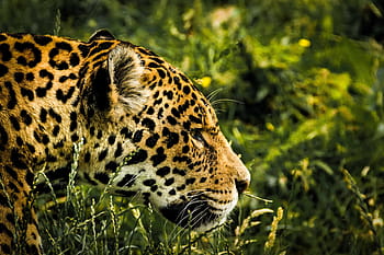 fotografie leopard, jaguár, divoká kočka, savec, zoo, Kočkovitý, velký, kočka, zvíře, Příroda, dravec