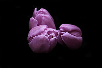 három, lila, virágok háttérkép, tulipán, virágok, tulipán virág, tulipán fejek, fekete háttér, ibolya, lila tulipán, növényvilág
