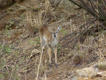 lechwe, Sumpfantilope, Lechwe Baby, Tierbaby, Afrika, Tierwelt, Tier, Natur, Safari, Tierporträt, wildes Tier