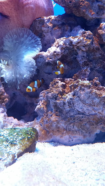 akvárium, Ryba, nemo, clownfish, korál, útes, relaxace, pod vodou, podmořský, mořský život, moře