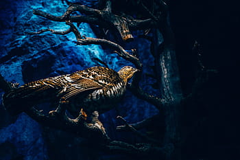 Marrone, uccello, arroccato, albero, appollaiati, ramo, pianta, natura, buio, animale, un animale