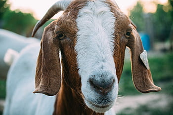 animal, goat, snout, mammal, white, brown, herbivore