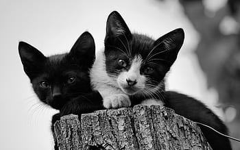 kitten, cats, chicken, small, together, animals, feline, fur, black, white, stacked