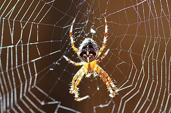 araneus, spider, cobweb, insect, animal, nature, web, close up, spin threads, macro, arachnid
