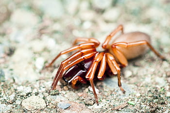 hnědý woodlouse pavouk, woodlice, pavouk, šedá, přízemní, hmyz, jednoho zvířete, zvířat, zvířata ve volné přírodě, poustevnický krab, mořský život
