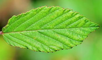naturaleza, verde, árbol, hojas, hojas verdes, planta, planta verde, jardín, vegetal, vegetación, fibra