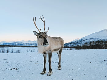 reindeer, deer, snow, mountain, animal, nature, norway, antler, landscape, scenery, trees