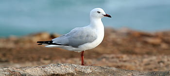 selettivo, fotografia a fuoco, gabbiano beccorosso, bianca, grigio, gabbiano, terra, giorno, colomba, uccello, animale