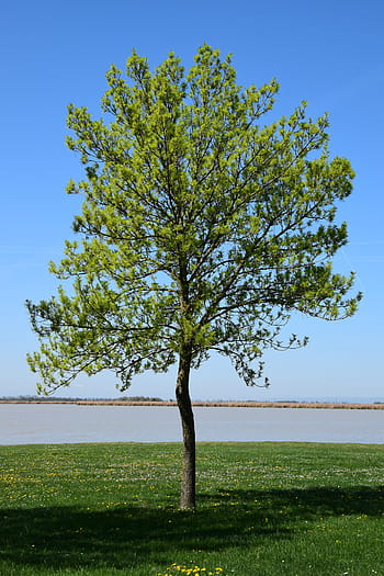 single tree on the zicksee, deciduous tree, a tree, zicksee, spring, lake, loneliness, blue, green