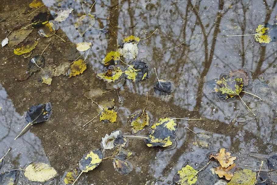 autumn, leaves, rain, mirroring, tree, nature, forest, fall foliage, fall leaves, landscape, wet