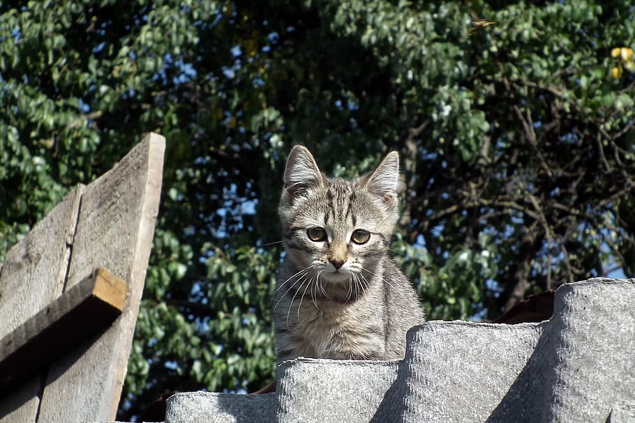 kitten, cat, striped, animals, grey, cats, pet, little, fence