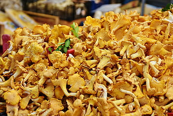 كومة من الفطر،  chanterelles الحقيقي،  الفطر،  اسفنجة البيض،  كاناريالوس سيباريوس،  eierschwammerl،  reherl،  شانتيريلز،  الكنتاريلوس،  تأكل،  صالح للأكل