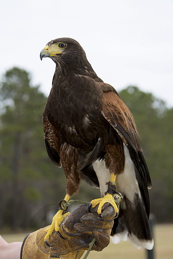 hawk, harris's hawk, raptor, bird, falconry, eagle, predator, wildlife, nature, talons, animal