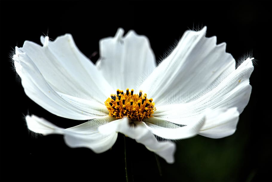 star, flower, sky, green, bloom, nature, sleep, dream, wood, design, fantasy