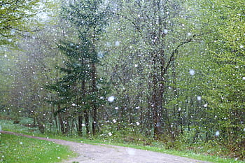 green, trees, winter, rain, weather, badly, background, snow, window, storm, hail