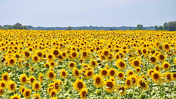 sunflowers photo, daytime, sunflower, yellow flower, sunflower field, plants, summer, nature, yellow, flower, agriculture